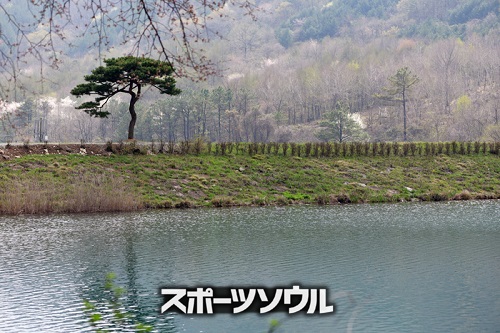 存在感のあるオソンジェの「BTS松」