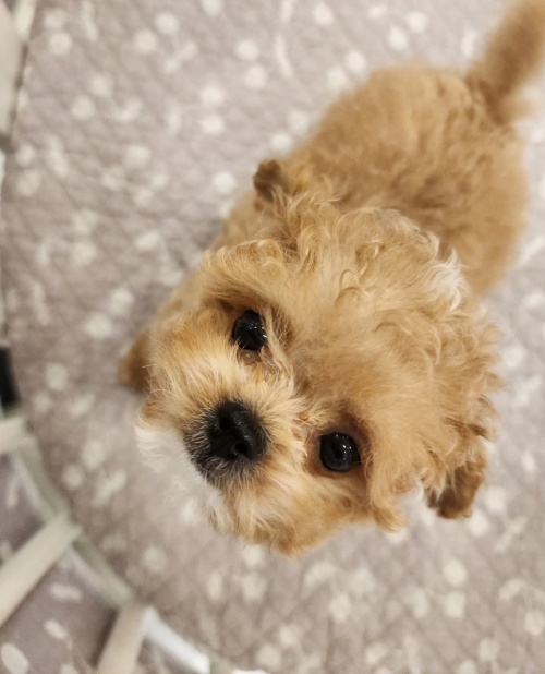 フィソンの愛犬・プンイ