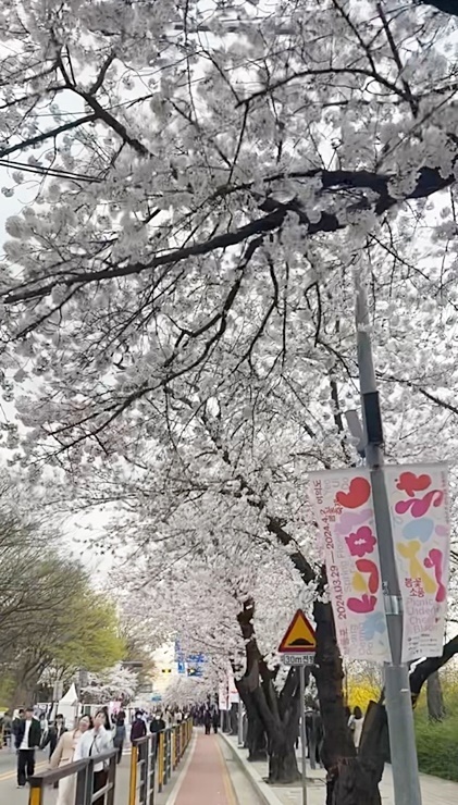 桜祭