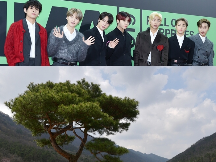田舎の小さな“松の木”が人気スポットに？「BTSの松」とは…知る人ぞ知るARMYの聖地