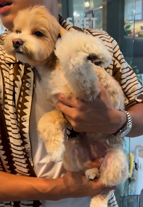 ハン・イェスルの愛犬