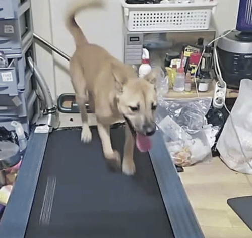 虐待されていた犬